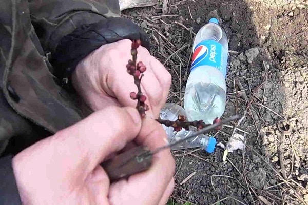  apricot cuttings