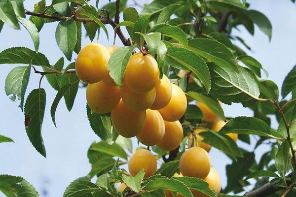 prune jaune