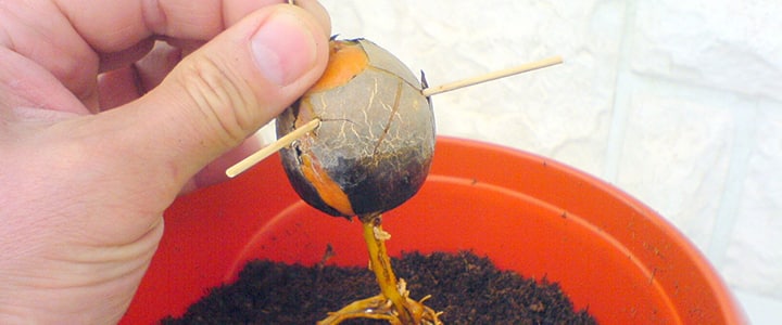 growing avocado