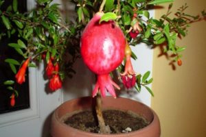 How can you grow a pomegranate from a stone and the rules of planting and care at home