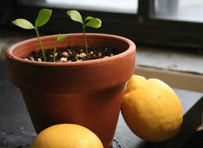 growing lemon