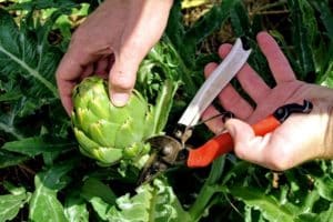 Cara menanam artichoke di ladang terbuka di negara ini dari benih, perawatan di rumah