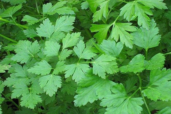 green parsley