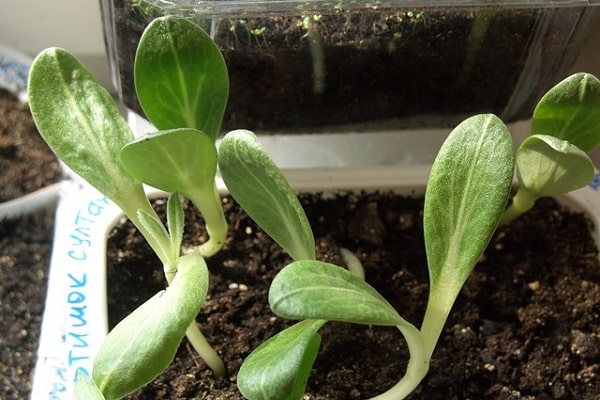 growing seedlings