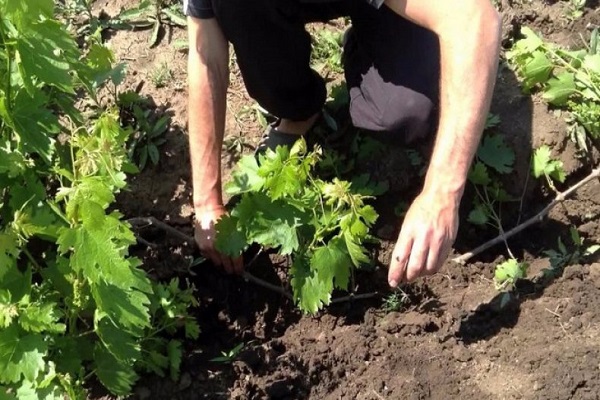 growing grapes