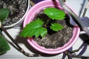 Is it possible to grow grapes from seed at home and how to care for it