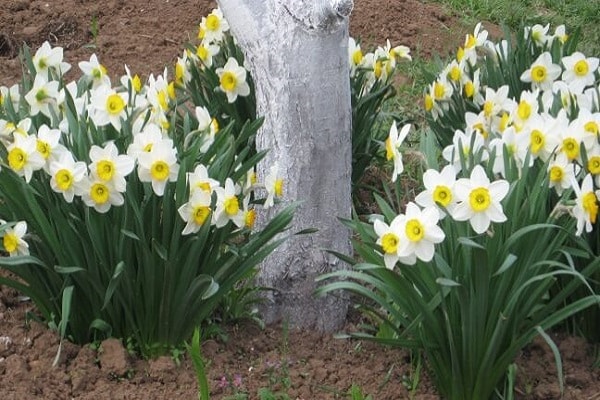 plantation de coriandre