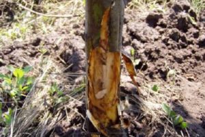 How best to protect an apple tree from rodents, hares and mice, what to do in winter