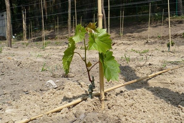 grapes in the soil