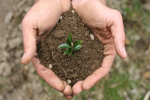 earth in hand