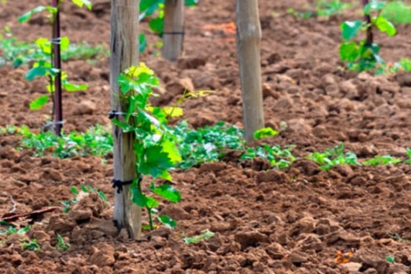 capas de uvas