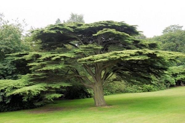 árbol de cedro