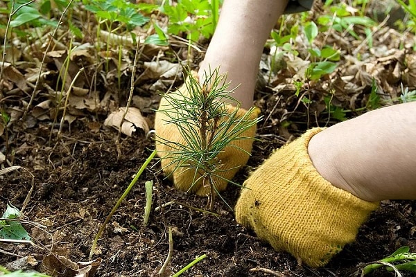 peut être cultivé