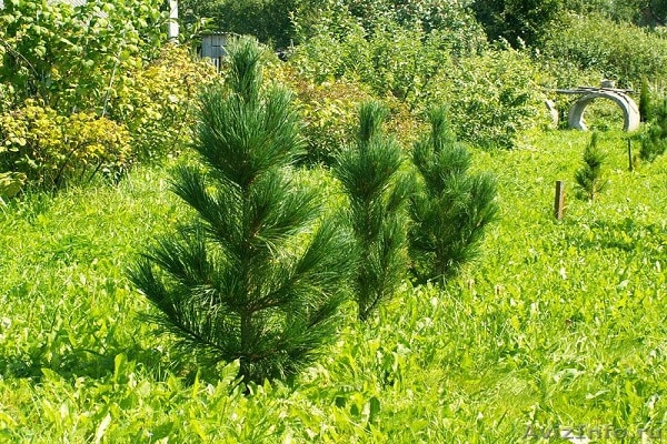 arbre planté