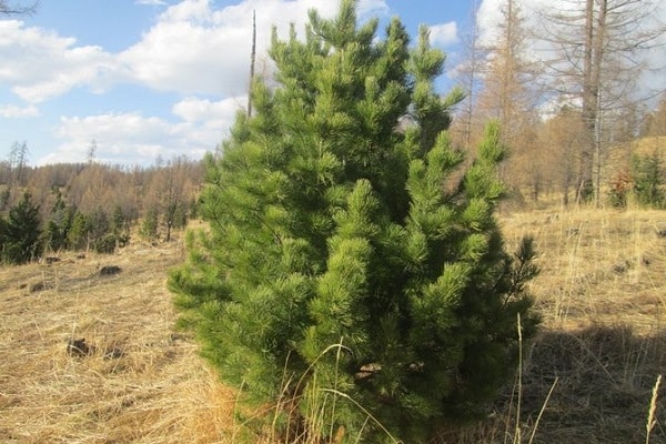 Christmas tree in the meadow