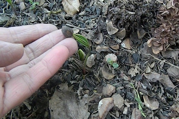 germination et reproduction