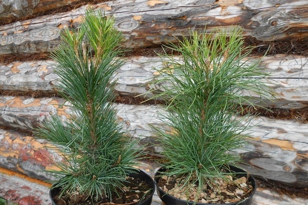 arbres en pot