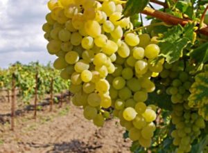 How and according to what scheme to feed the grapes in July during the pouring of berries and after flowering for growth