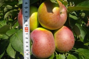 Description and characteristics of fruiting of a columnar apple of the Arbat variety and features of cultivation and care