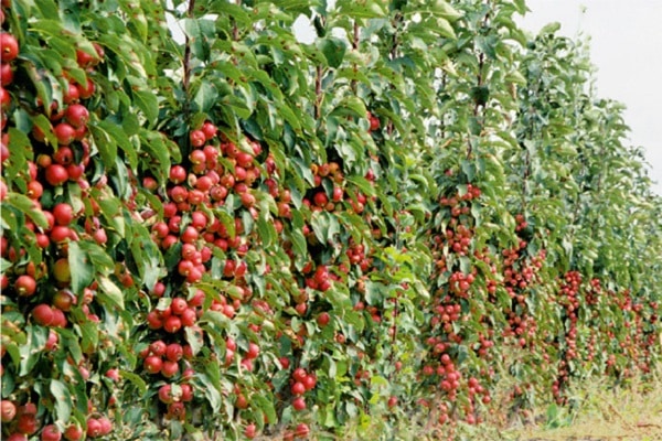 many fruits