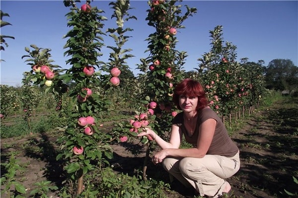 compare the harvest