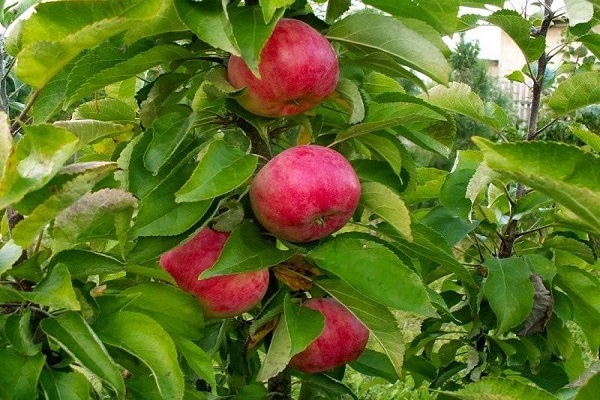 apple fruit