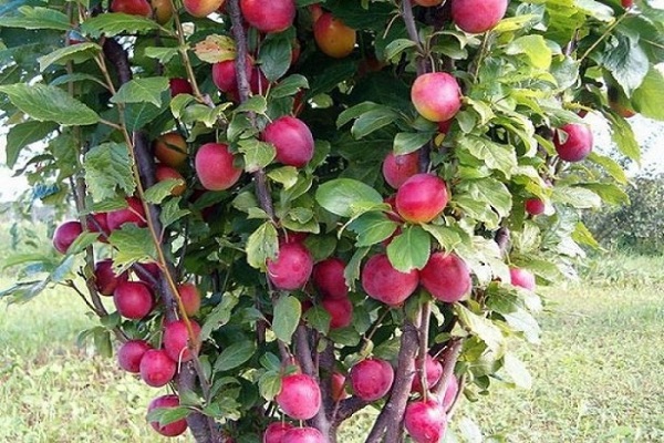 pommes en colonne