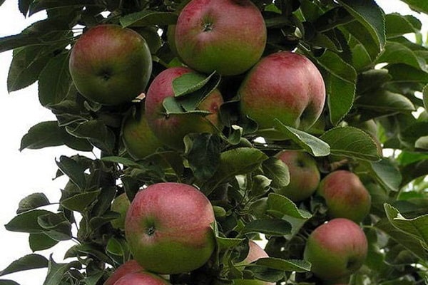 fruits ripen