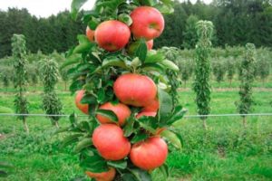 Ang pagtatanim at pag-aalaga sa mga puno ng mansanas na kolar sa Siberia, paglilinang at ang pinakamahusay na mga varieties