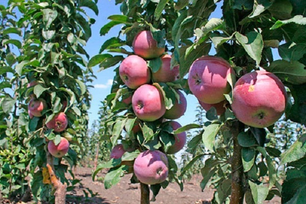 semi-dwarf varieties