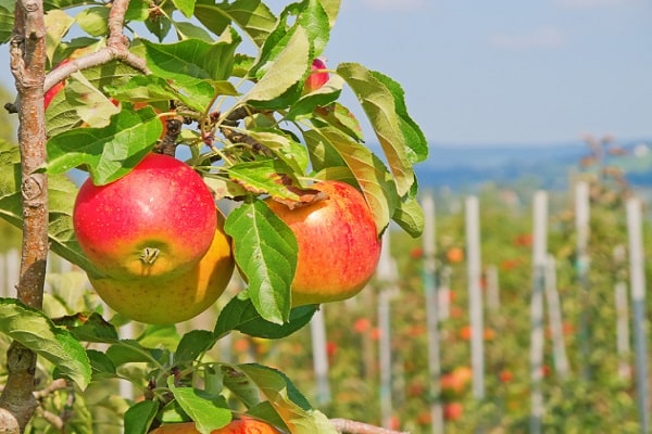 ripening apples