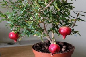 Rules for planting and caring for indoor pomegranate and methods of growing at home