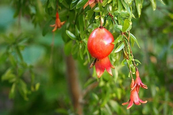 fruta solitaria