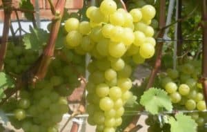 Descripción y características de la variedad de uva Korinka Russkaya, ventajas y desventajas, cultivo.