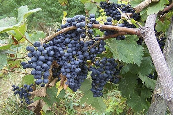 grape diseases