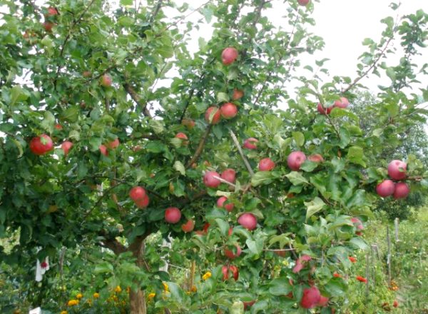 apple tree glory to the winners