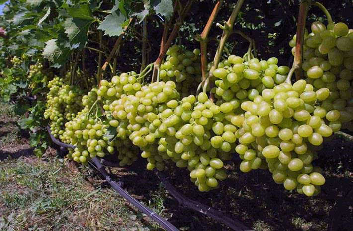 sauvignon grapes