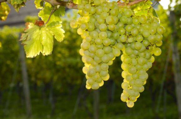 sauvignon grapes