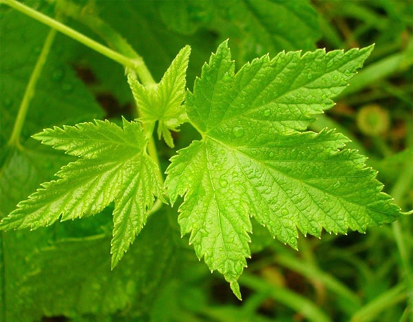 currant leaves