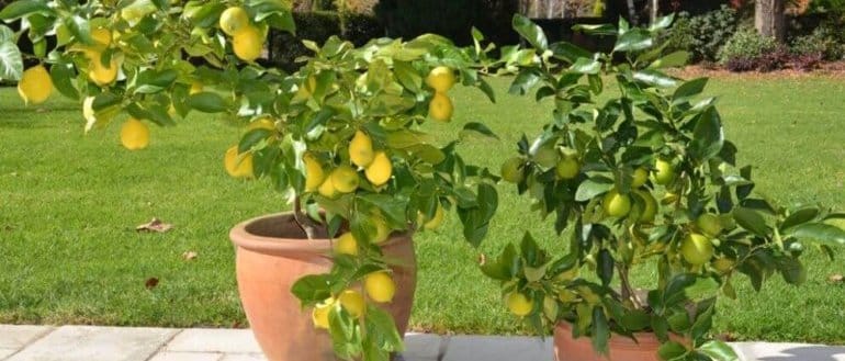 homemade lemon