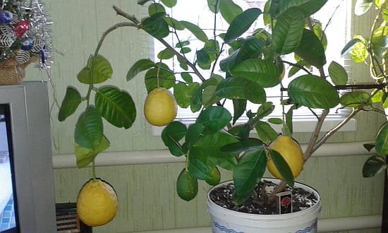 homemade lemon