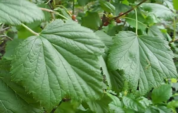 currant leaves