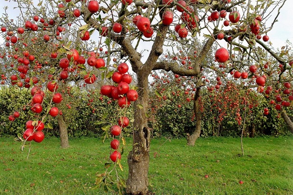 vues d'automne