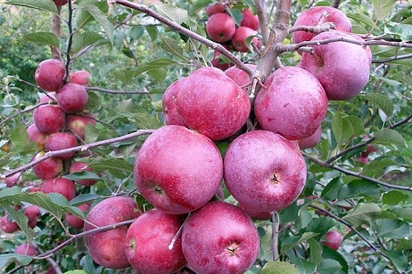 récolte de fruits