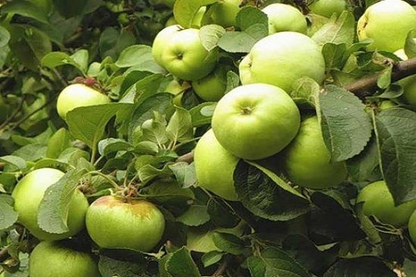 green fruit