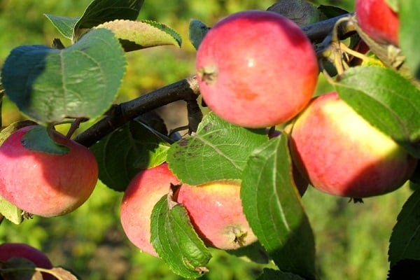 Apple a sauvé