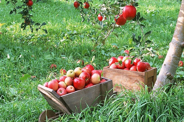 pommes dans une boîte