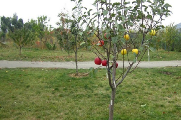 apple bush