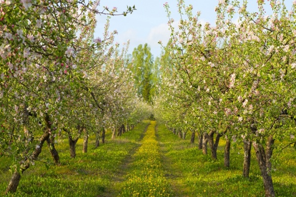 beaucoup d'arbres