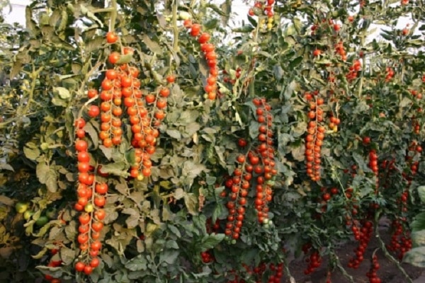 verduras en miniatura